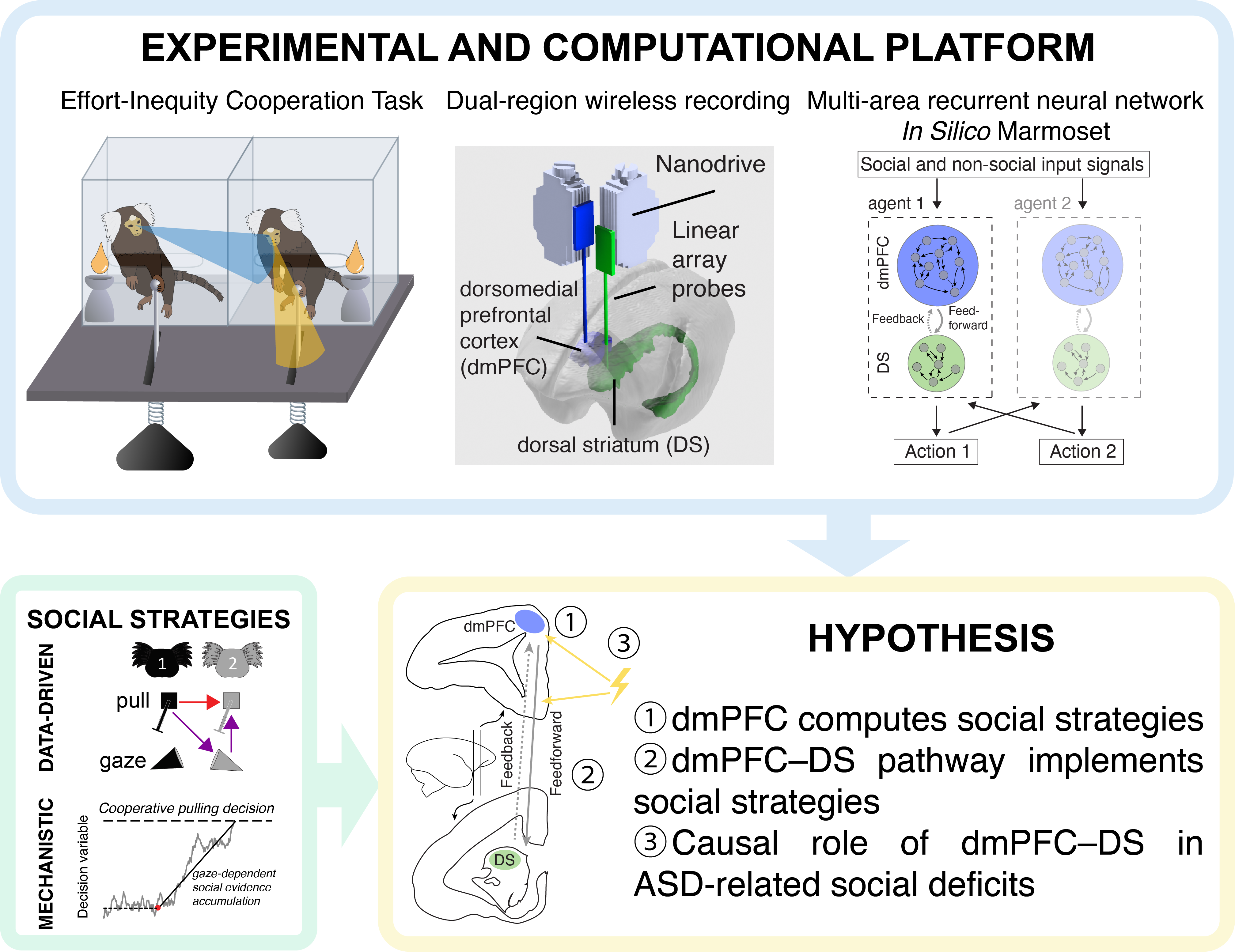 Future research directions: cortico-striatal circuit