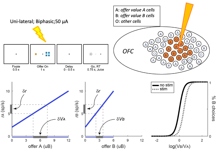 Microstimulation setup and OFC causal effect on choices
