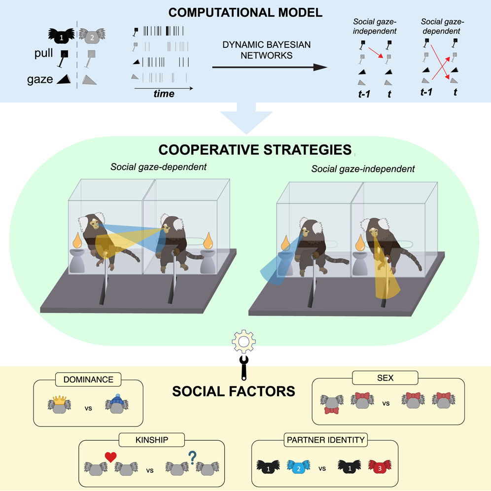 Cooperative strategies in animal dyads